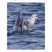 Fulmar natuur foto poster (Voorkant)