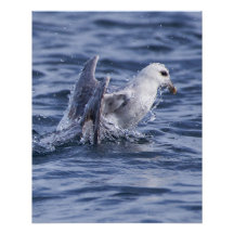 Fulmar natuur foto poster
