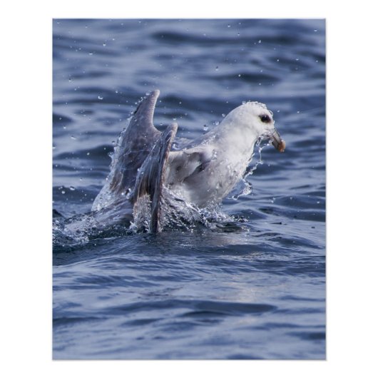 Fulmar natuur foto poster (Voorkant)