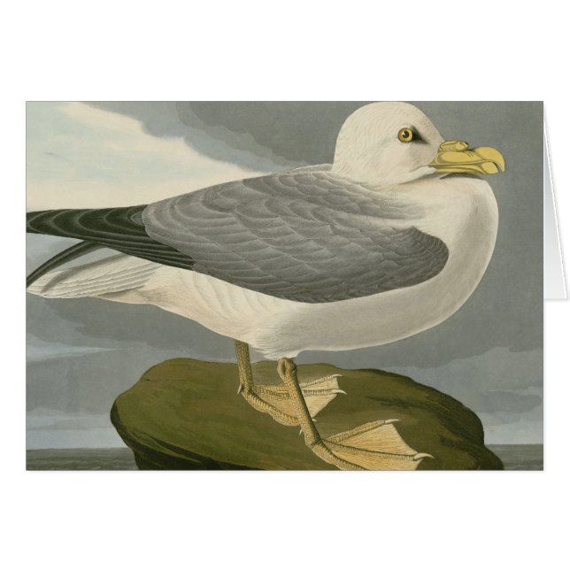 Fulmar Petrel (Voorkant Horizontaal)