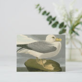 Fulmar Petrel Briefkaart (Staand voorkant)