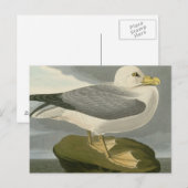Fulmar Petrel Briefkaart (Voorkant / Achterkant)