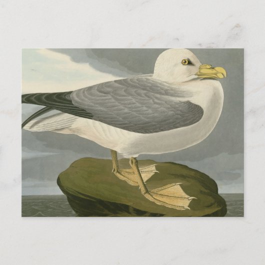 Fulmar Petrel Briefkaart (Voorkant)