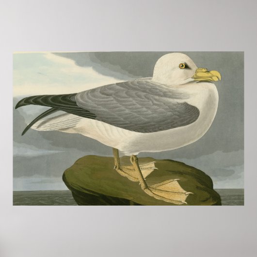Fulmar Petrel Poster (Voorkant)