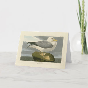 Fulmar Petrel uit Audubon's Vogels van Amerika Kaart