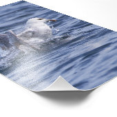 Fulmar stijgt naar de oppervlakte foto afdruk (Hoek)