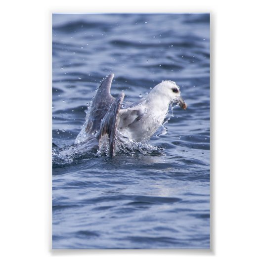 Fulmar stijgt naar de oppervlakte foto afdruk (Voorkant)