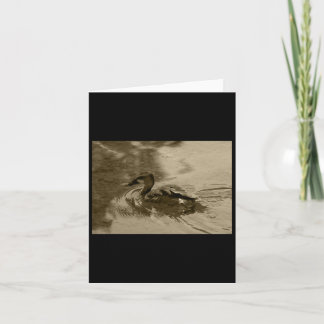 Fulvous Whistling Duck Valencia Tint Sticker Kaart