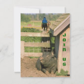 FUN BARNYARD BOERDERIJ PARTY PEACOCK & HOG INVITAT KAART (Voorkant)