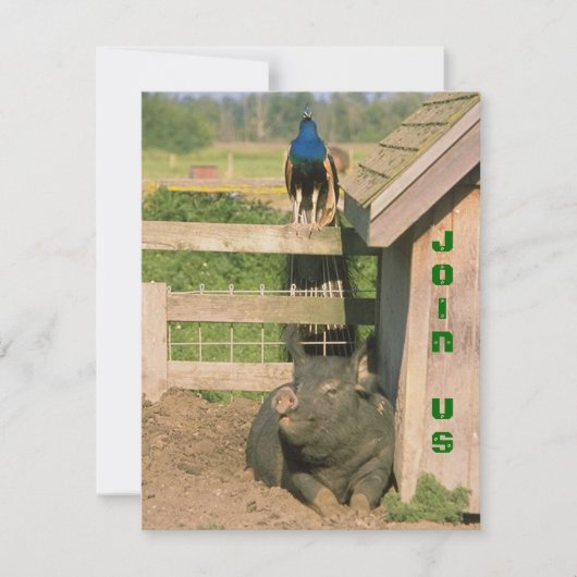 FUN BARNYARD BOERDERIJ PARTY PEACOCK & HOG INVITAT KAART (Voorkant)