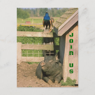 FUN BARNYARD BOERDERIJ PARTY PEACOCK & HOG INVITAT KAART