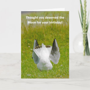 Fun Birthday Card - Mooning Seagull Kaart
