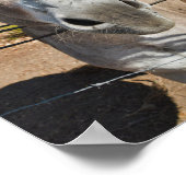 Fun brown donkey portret poster (Hoek)