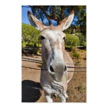 Fun brown donkey portret