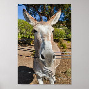 Fun brown donkey portret poster