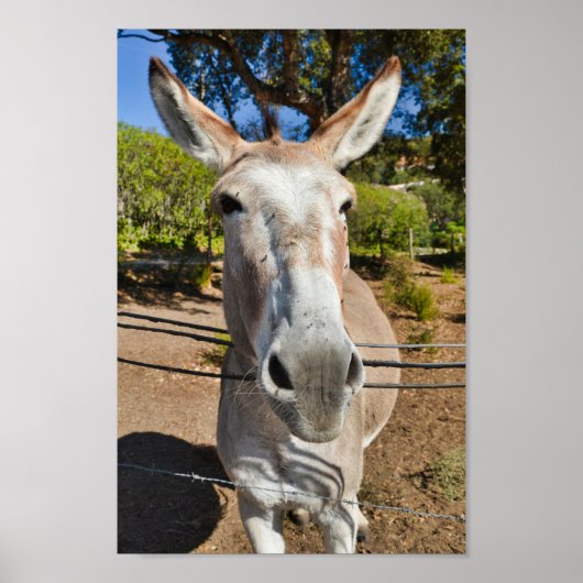Fun brown donkey portret poster (Voorkant)