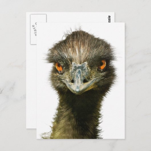 Fun Glaring Emu Sluiten Briefkaart (Voorkant / Achterkant)