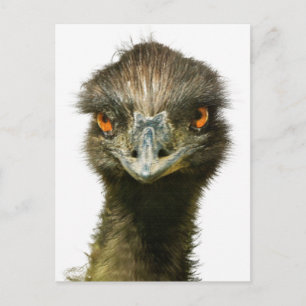 Fun Glaring Emu Sluiten Briefkaart