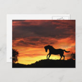 Fun Horse in het Sunset Briefkaart (Voorkant / Achterkant)