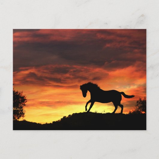 Fun Horse in het Sunset Briefkaart (Voorkant)