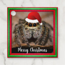 Fun Jumping Spider in Santa Hat Kerstmis