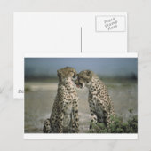 Fun met Cheetahs! Briefkaart (Voorkant / Achterkant)