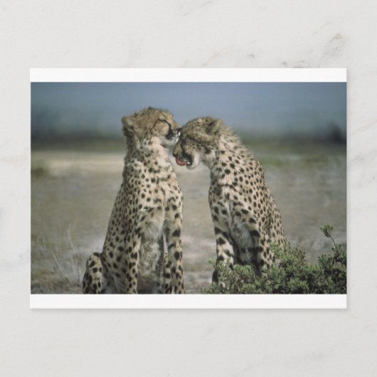 Fun met Cheetahs! Briefkaart (Voorkant)