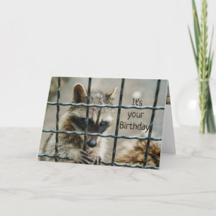 Fun Raccoon, je hebt mijn hartliefde opgepakt. Kaart