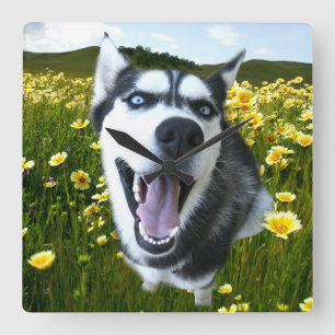 Fun Siberian Husky in de Wilde bloemen Klok