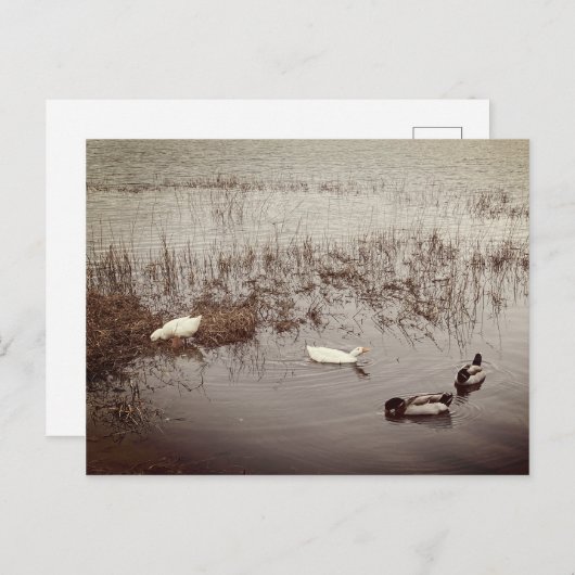 FUN Two Paar of Ducks Briefkaart (Voorkant / Achterkant)