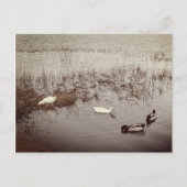 FUN Two Paar of Ducks Briefkaart (Voorkant)