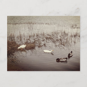 FUN Two Paar of Ducks Briefkaart