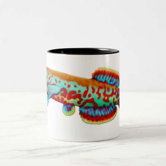 Fundulopanchax Gardneri Killifish Mok (Center)