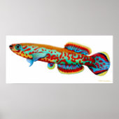 Fundulopanchax Gardneri Killifish Poster (Voorkant)