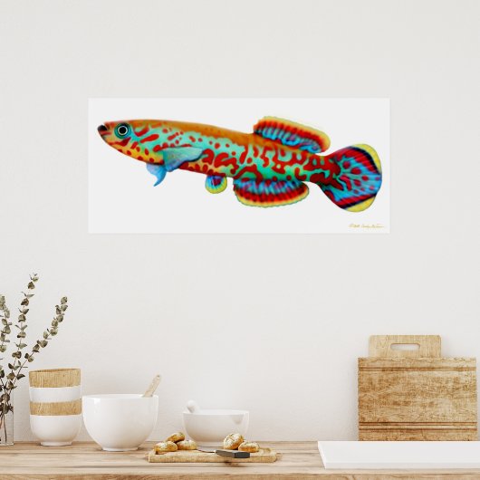 Fundulopanchax Gardneri Killifish Poster (Keuken)