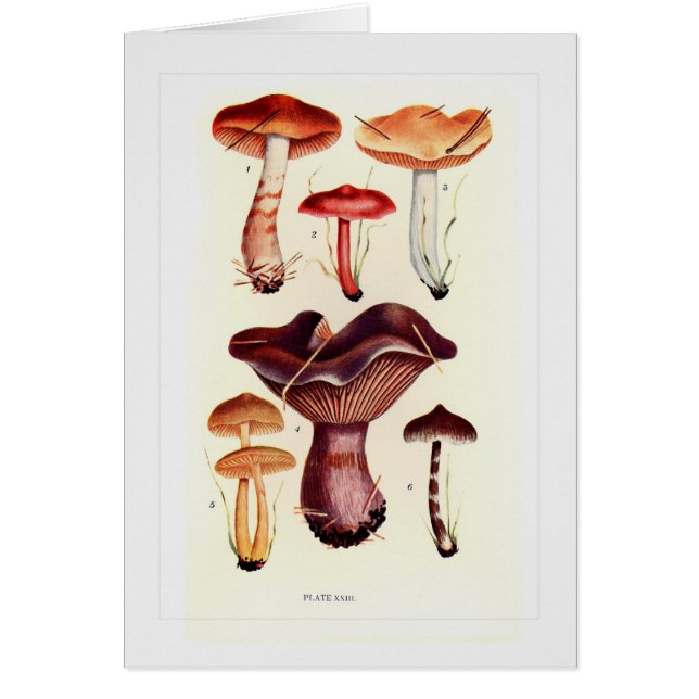 Fungi (Voorkant)