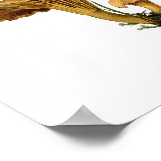 Fungi Art, Botanische paddenstoel Afdrukken, Keuke Poster (Hoek)