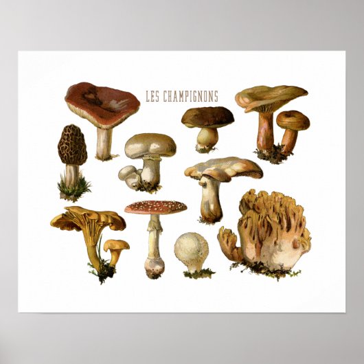Fungi Art, Botanische paddenstoel Afdrukken, Keuke Poster (Voorkant)