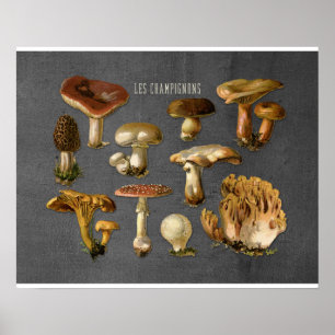Fungi Art, Botanische paddenstoel Afdrukken, Keuke Poster