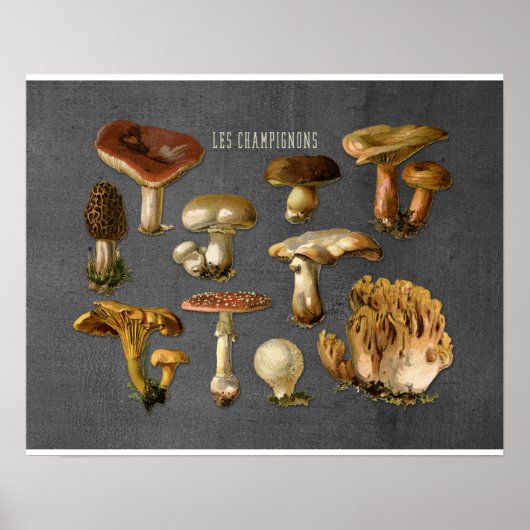 Fungi Art, Botanische paddenstoel Afdrukken, Keuke Poster (Voorkant)