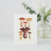 Fungi Briefkaart (Staand voorkant)