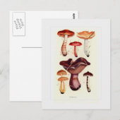 Fungi Briefkaart (Voorkant / Achterkant)