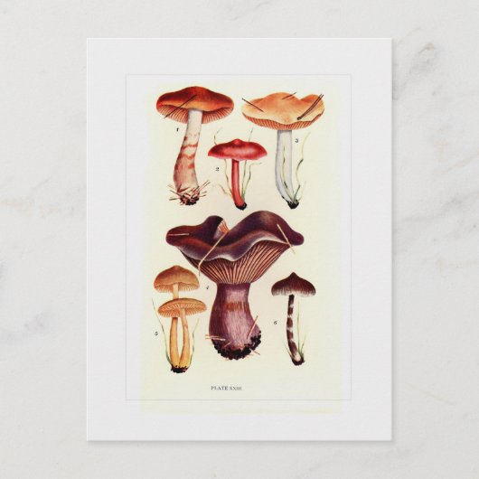 Fungi Briefkaart (Voorkant)