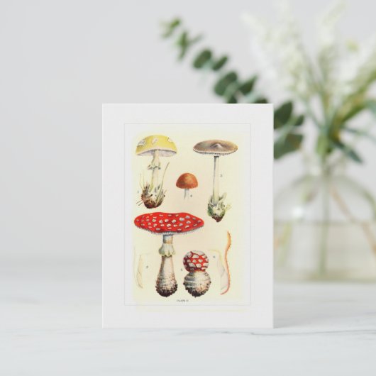 Fungi Briefkaart (Staand voorkant)