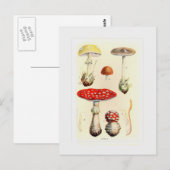 Fungi Briefkaart (Voorkant / Achterkant)