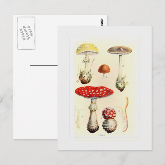 Fungi Briefkaart (Voorkant / Achterkant)