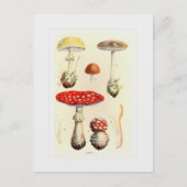 Fungi Briefkaart (Voorkant)