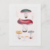 Fungi Briefkaart (Voorkant)