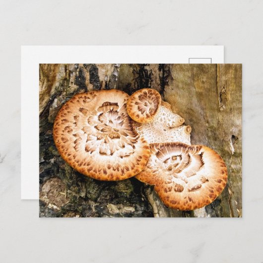 FUNGI BRIEFKAART (Voorkant / Achterkant)