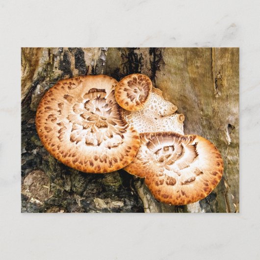 FUNGI BRIEFKAART (Voorkant)